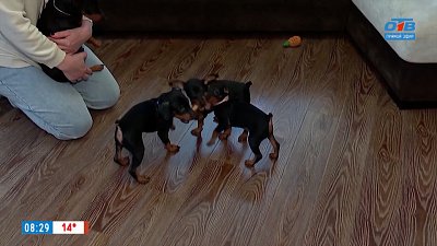 Собаки породы Цвергпинчер в сюжете «Мини-доберманы»