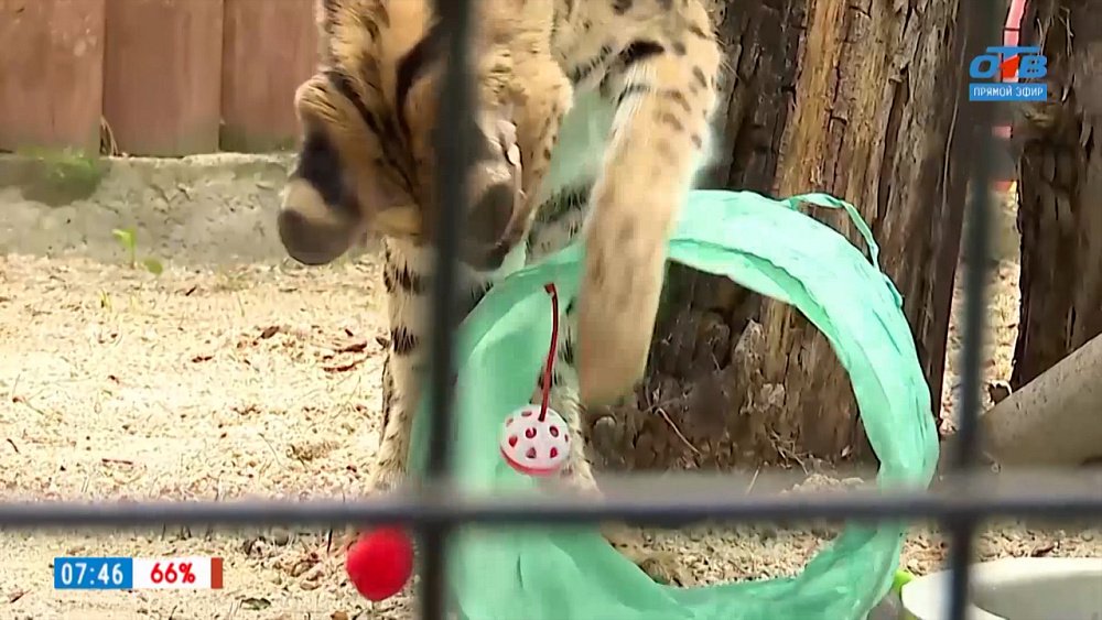 Подарки для Зоопарка в сюжете «Игрушки для животных»