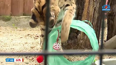 Подарки для Зоопарка в сюжете «Игрушки для животных»