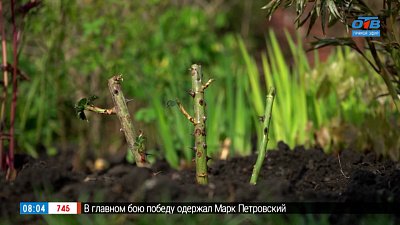 Как правильно посадить розу — рекомендации биолога в рубрике «Руки садовода»