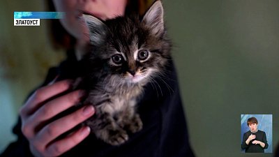 Южноуралец привез кошек из зоны СВО Южноуралец привез кошек из зоны СВО
