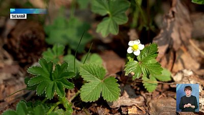 В национальном парке Таганай цветут фиалки В национальном парке Таганай цветут фиалки