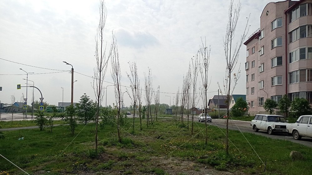 Наталья Котова поручила заменить все неприжившиеся саженцы в Челябинске