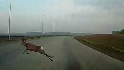 Косуля бросилась под колеса автомобиля под Челябинском