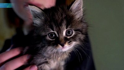 Южноуралец привез кошку с котятами из зоны СВО