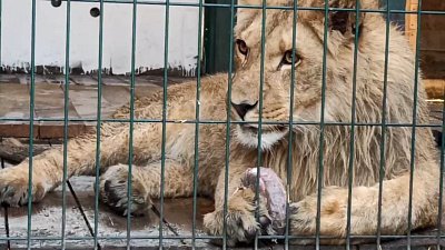 Львенок Шираз адаптировался в челябинском приюте для диких животных «Спаси меня»