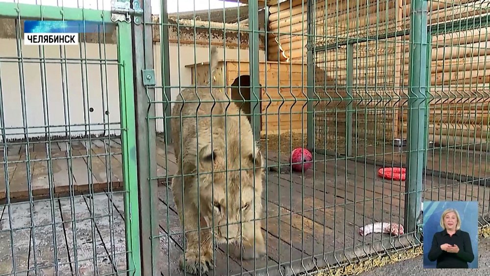 Львенок Шираз идёт на поправку