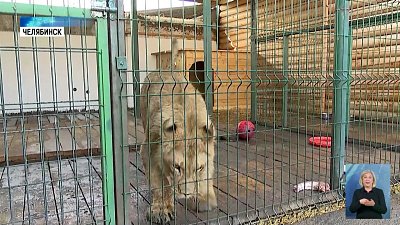 Львенок Шираз идёт на поправку