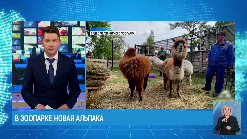 В зоопарке новая альпака