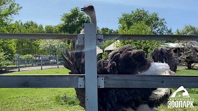 В Челябинском зоопарке отпраздновали именины страуса