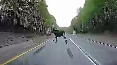 Лось выскочил перед автомобилем на трассе в Челябинской области