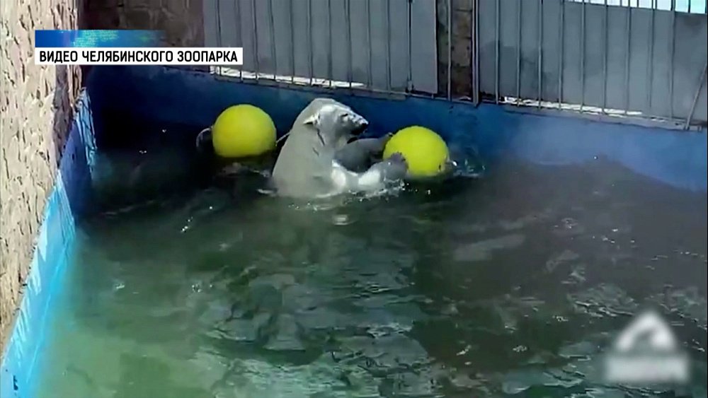 Белая медведица спасается от жары в бассейне