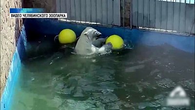 Белая медведица спасается от жары в бассейне