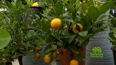 Как бороться садоводам с заморозками?: «Зеленая передача»