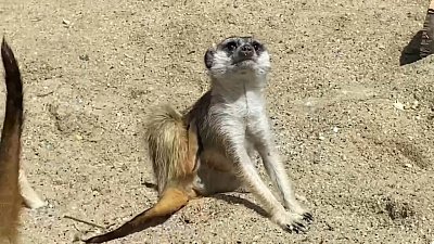 В Челябинском зоопарке мангусты и сурикаты перебрались в уличный вольер