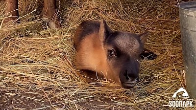 В Челябинском зоопарке родился еще один олененок