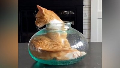 Мех и смех: страшный пылесос, жидкость и подкоп