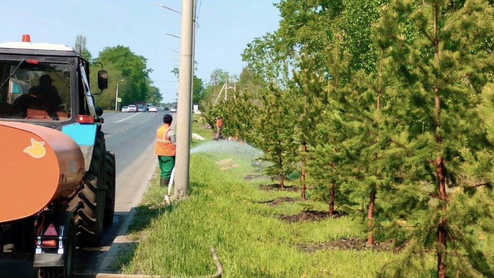 В Челябинске вдоль оживленной магистрали высадили почти 200 молодых сосен