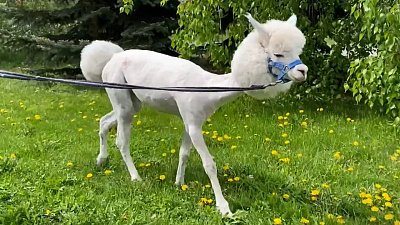 В Челябинском зоопарке альпака Дуся больше не белая и пушистая