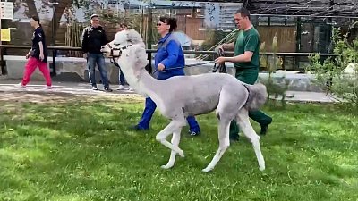 Альпака Еремей из Челябинского зоопарка не любит стричься