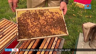 Пчелы готовятся к летнему сезону в сюжете «День пчелы»