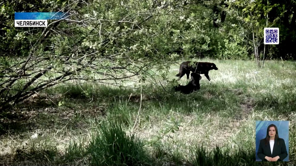 В Челябинском бору будут отлавливать собак