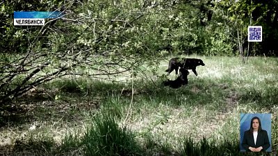 В Челябинском бору будут отлавливать собак