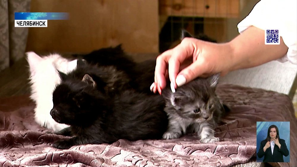 Как кошки влияют на здоровье людей?