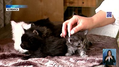 Как кошки влияют на здоровье людей?