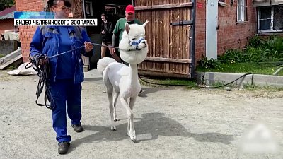 Альпака Дуся впервые посетила парикмахера