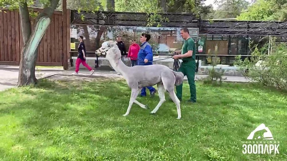 В Челябинском зоопарке подстригли альпака Еремея