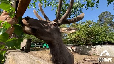 В Челябинском зоопарке копытные отведали свежих листьев