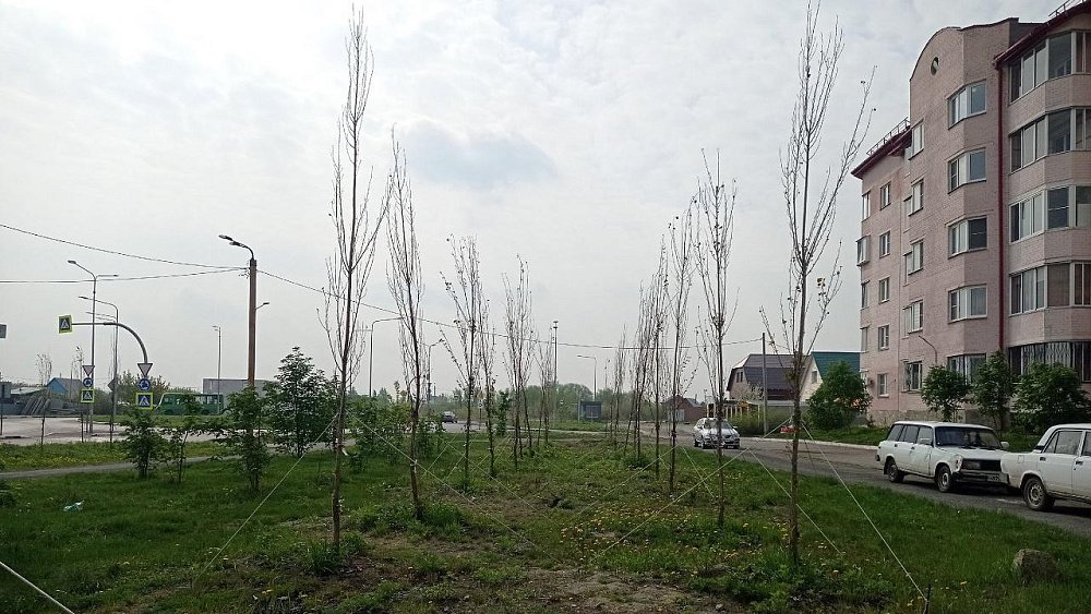 В челябинском Чурилово погибшие саженцы пирамидальных тополей заменят осенью
