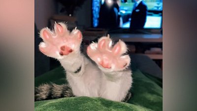 Мех и смех: шапочки для ушей, головной убор и подушечки лап