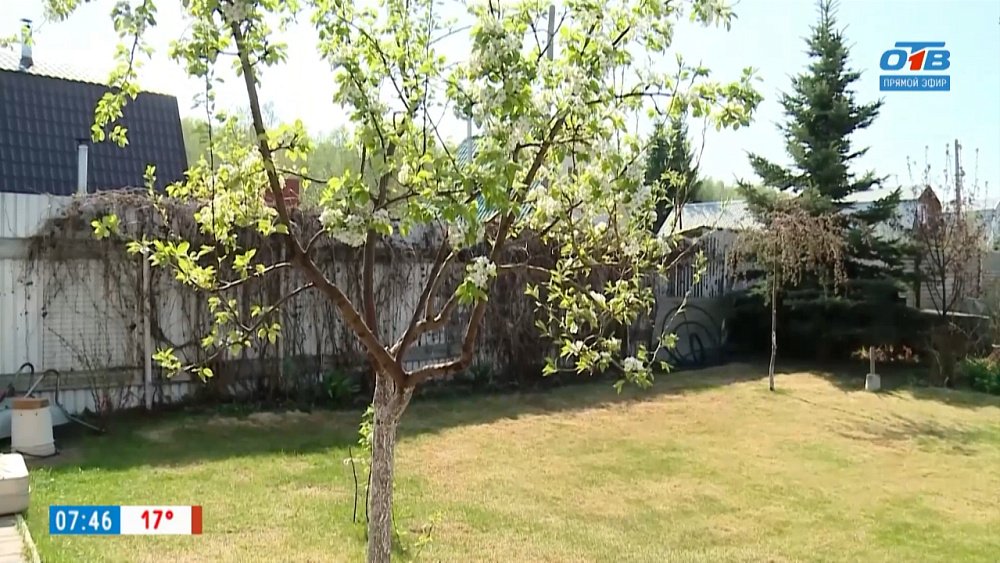 Спасаем растения после возвратных заморозков в рубрике «Руки садовода»