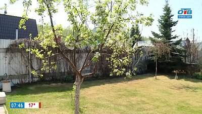 Спасаем растения после возвратных заморозков в рубрике «Руки садовода»