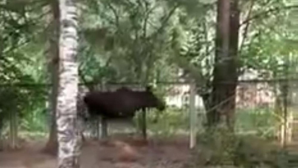 В детсаду Златоуста увидели бегущего дикого лося