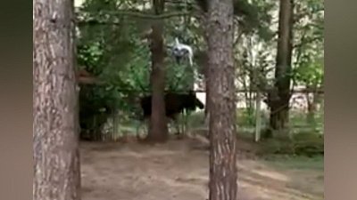 По Златоусту бегал испуганный и окровавленный лось