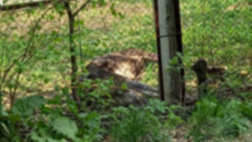 В Златоусте погиб дикий лось, забежавший в детсад и школу