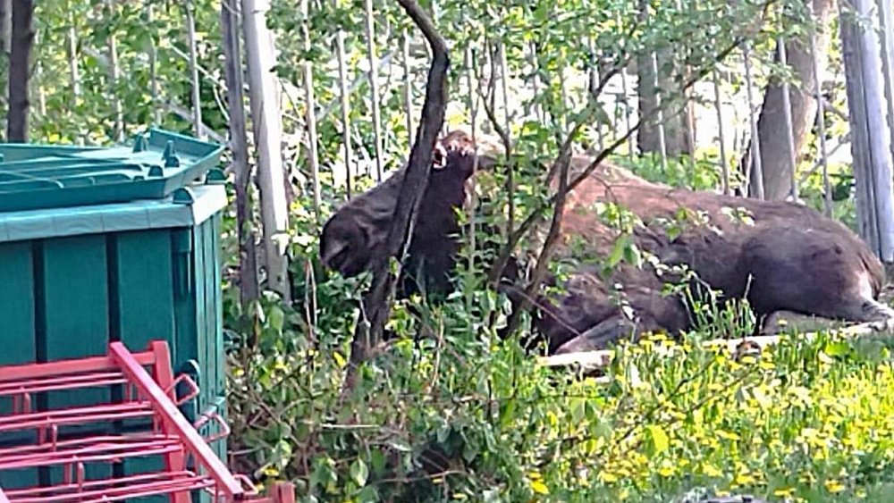 В Минэкологии рассказали о гибели забежавшего в Златоуст лося