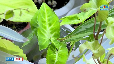 Редкие и самые распространённые цветы в сюжете «Специалист по комнатным растениям»