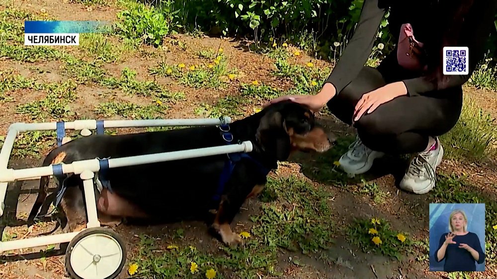 Как собаки проходят реабилитацию после операции