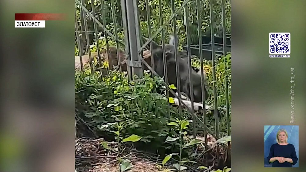 В Златоусте лось забежал в детский сад и школу