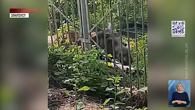 В Златоусте лось забежал в детский сад и школу