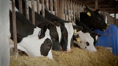 Технологии, труд и 14 тысяч тонн молока: будни уральского «Племзавода»