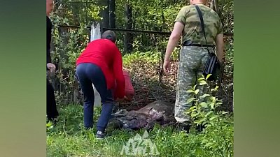 В Златоусте погиб лось, которого пытались вернуть в лес