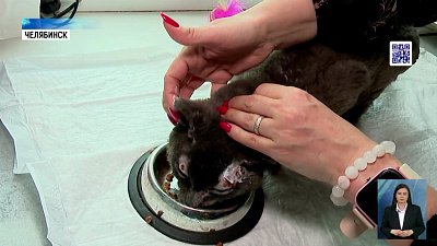 Челябинский приют лечит котов из Кургана