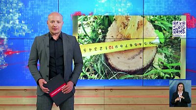 В центре Челябинска неизвестные ночью спилили клены