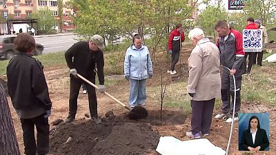 В Миассе украли липы