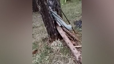 В Кусе неизвестные планировали поджечь лес